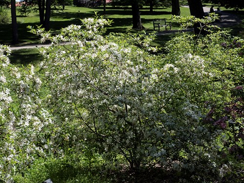 Weston's Innocence Azalea.